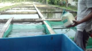 Pemijahan Alami Ikan mas cyprinus carpio [upl. by Anned]