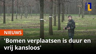 Bomenkweker Bomen verplaatsen is duur en vrij kansloos [upl. by Nikki]