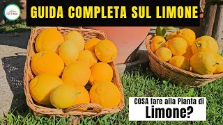 Come Coltivare Il Limone  GUIDA COMPLETA SUI LIMONI  quotCura La Naturaquot [upl. by Ellertnom]