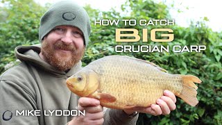 How To Catch Big Crucian Carp  Mike Lyddon  Coarse Fishing [upl. by Nimesh]