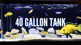 Top 5 Cichlid Tank Setups for a 40 Gallon Aquarium [upl. by Kallman]