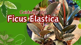 Guía Definitiva para Cuidar tu Ficus Elastica Todo lo que Necesitas Saber [upl. by Siron794]