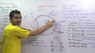 Structure of the Eye how image is formed urdu hindhi [upl. by Beker]