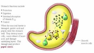 Digestive System Secretion part 2 Secretion HCL and Pepsinogen in Stomach [upl. by Laehcym]