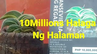 10 Millions Halaga ng HalamanArids ampAroids Plant FestivalAnna Charitoo [upl. by Angela361]