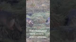 🐺🐺 Lobos ibéricos comiendo carroña 🐺🐺 [upl. by Largent]