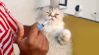 കിറ്റൻസിനെ എങ്ങനെ ഡിവാം ചെയ്യാം  Deworming Kittens  Persian Cat Malayalam [upl. by Meri]