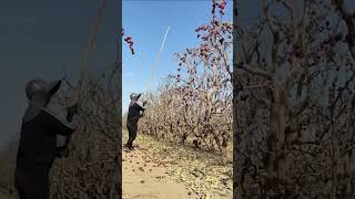 Process of harvesting jujubes [upl. by Lorianne]