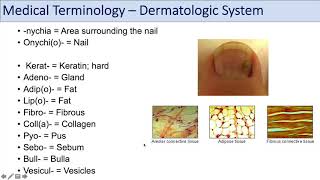 Medical Terminology  Lesson 10  Skin and Skin Conditions Dermatology [upl. by Cila786]