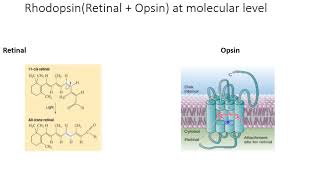 Phototransduction Rhodopsin Transducin [upl. by Ona]