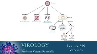 Virology 2014 lecture 19  Vaccines [upl. by Michella]