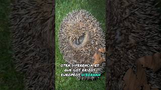 Erizos Europeos Erinaceus europaeus🦔 [upl. by Ailicec]