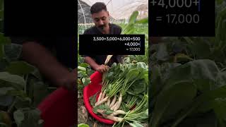 Unseasonal reddish farming is highly profitable [upl. by Naujid]