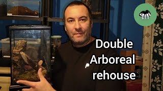 Double arboreal rehouse tarantulasoftheworld invertebrates tarantula spidershop avicularia [upl. by Acinomad145]