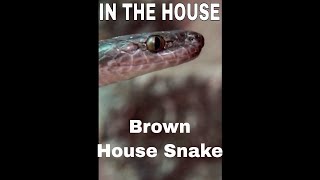 Brown House Snake aka African House Snake [upl. by Sierra]