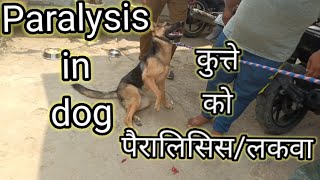 paralysis in dog पक्षाघातकुत्ते को लकवा मार दिया है क्या इलाज करेंDrAlokVetClub [upl. by Lorre]