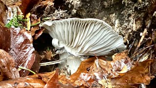 Il dormiente più grosso che abbia mai trovato  hygrophorus marzuolus [upl. by Adnirak]