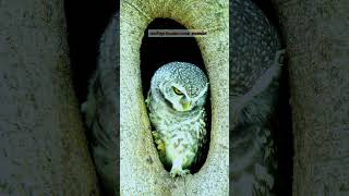 นกเค้าจุด Spotted owlet สวนรถไฟ ๒ 2112024 นกเค้าจุด Spottedowlet สวนรถไฟ สวนวชิรเบญจทัศ [upl. by Neeruan]