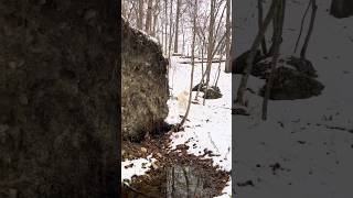 The Fallen Shag Bark Hickory [upl. by Olva]