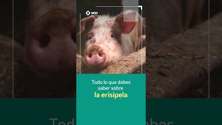 Erisipela porcina 🐖 cuidados veterinaria porcicultura [upl. by Halonna]