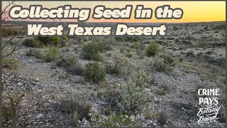 West Texas Desert SeedCollecting [upl. by Knapp145]