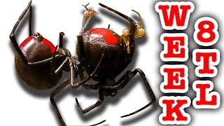 Redback Spiders Tank Of Life And Death Week 8 Time Lapse [upl. by Sholes674]