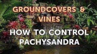 How to Control Pachysandra [upl. by Draude778]