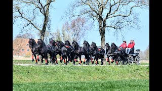 Anne Okkema drives 10 in hand Friesian horses [upl. by Noryb]