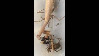 Praying Mantis Vs Black widow and a Grass Spider [upl. by Prouty]