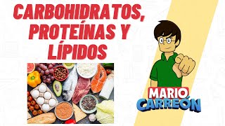 Carbohidratos Proteínas y Lípidos 🥑 [upl. by Euginom]