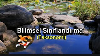 Bilimsel Sınıflandırma Taksonomi Nedir [upl. by Llerahs]