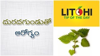 Nettle tea benefits Health Benefits of Stinging Nettle solve urine problems Litchi Tip of the Day [upl. by Andrei]