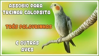 ASSOBIO CALOPSITA  TRÊS PALAVRINHAS  COCKATIEL WHISTLE [upl. by Shermie]