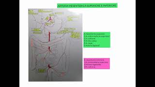 ANATOMIA  LEZIONE 36  APPARATO CARDIOVASCOLARE  AORTA ADDOMINALE [upl. by Bentley349]