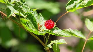 salmonberry  Rubus spectabilis Identification and characteristics [upl. by Coe121]