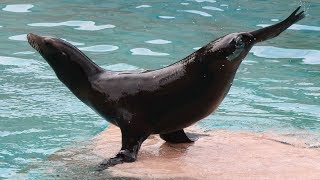 Spectacle des otaries  Zeeleeuwenshow  SeelöwenShow  Sealion Show  ZOO Amneville 2018 [upl. by Conger364]