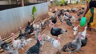 Turkey farming  Building a Turkey House pt2  uganda chicken poultryfarming turkeyhunting [upl. by Cesar]