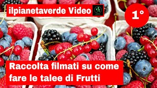 Raccolta filmati su come fare talee di frutti [upl. by Freberg]