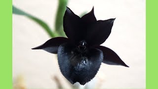 Orchid  Catasetum Dragons Glade Bloom and Care Tips [upl. by Pettifer]