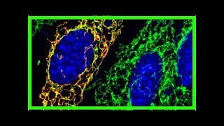 Behandlung von mitochondrialen Erkrankungen [upl. by Elocen]