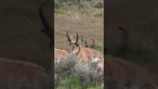 Forest Pronghorns wildlife wildwildlife youtubeshorts [upl. by Mungam863]