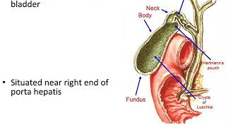 Extrahepatic Biliary Apparatus [upl. by Lyred]