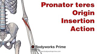 Pronator Teres Anatomy Origin Insertion amp Action [upl. by Halac]