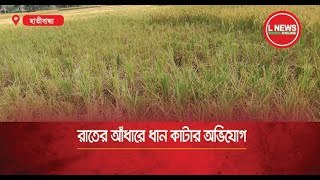 রাতের আঁধারে ধান কাটার অভিযোগ  L News Online [upl. by Joeann]