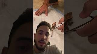 Crested Gecko Tail Drop Reaction 🤦🏻‍♂️ [upl. by Attenev]