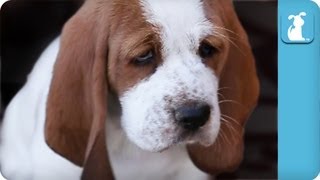 80 seconds of Adorable Wrinkled Basset Hound Puppies [upl. by Verlie]