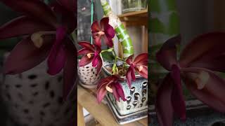 Cycnodes Wine Delight orchidculture floweringplant orchidbeauty orchids [upl. by Aeslehs]