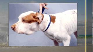 Cancer in Pets  Get to Know Your Pets Lymph Nodes [upl. by Eselehs667]