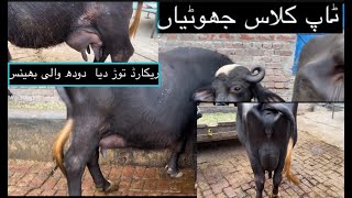 Rasheed Gujjar تین ٹاپ کلاس نیلی جھوٹیاں🐄🐄🐄Adil chohan channel 03059315402 👍🐄 [upl. by Eppesiug]