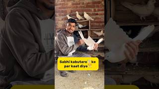 Sabhi kabutaro🕊️ ke par kaat diye✂️ petlover minivlog pigeonvlogger pigeon kabutarvlog birds [upl. by Yekciv]